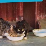chats qui boivent de l'eau