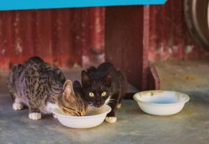 chats qui boivent de l'eau