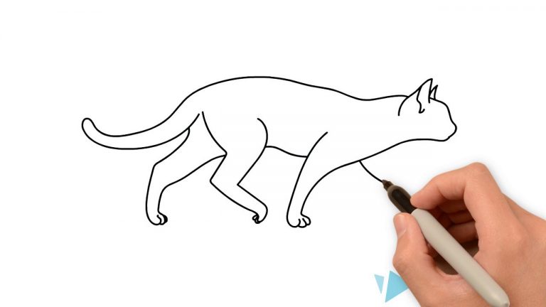 Apprendre à dessiner un chat