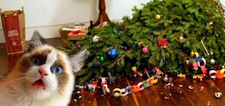 chat bêtises noël