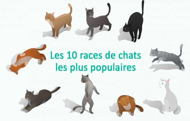 Les 10 races de chats les plus populaires