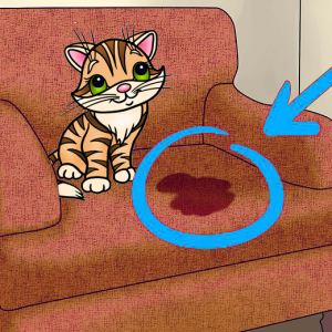 Comment enlever odeur d'urine de chat