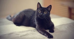 L’incroyable histoire de Tommy, le chat perdu