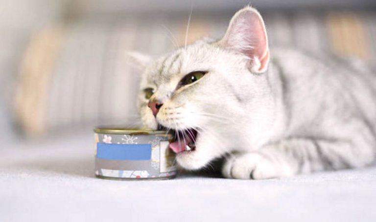 Distributeur croquettes de chat