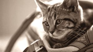 Guide sac, cage et caisse transport chat