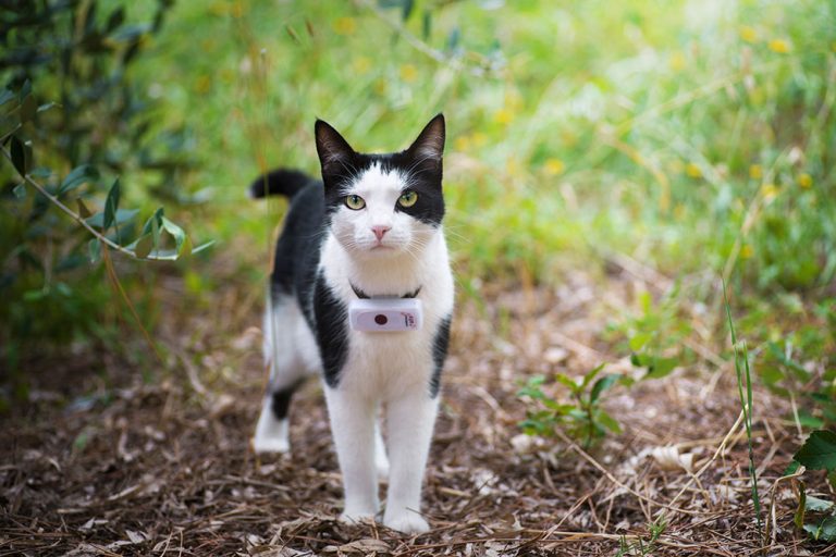 Traceur Gps Chat Weenect Cats 2 2