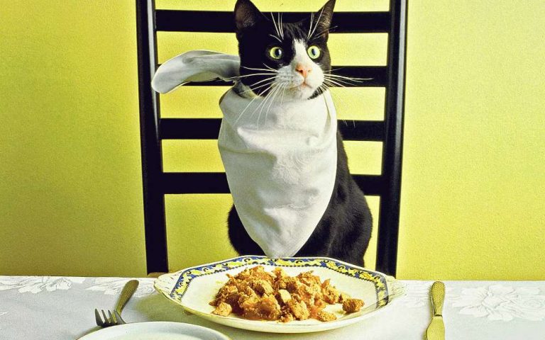 Chat Mange A Table