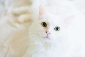 Mutuelle Animaux