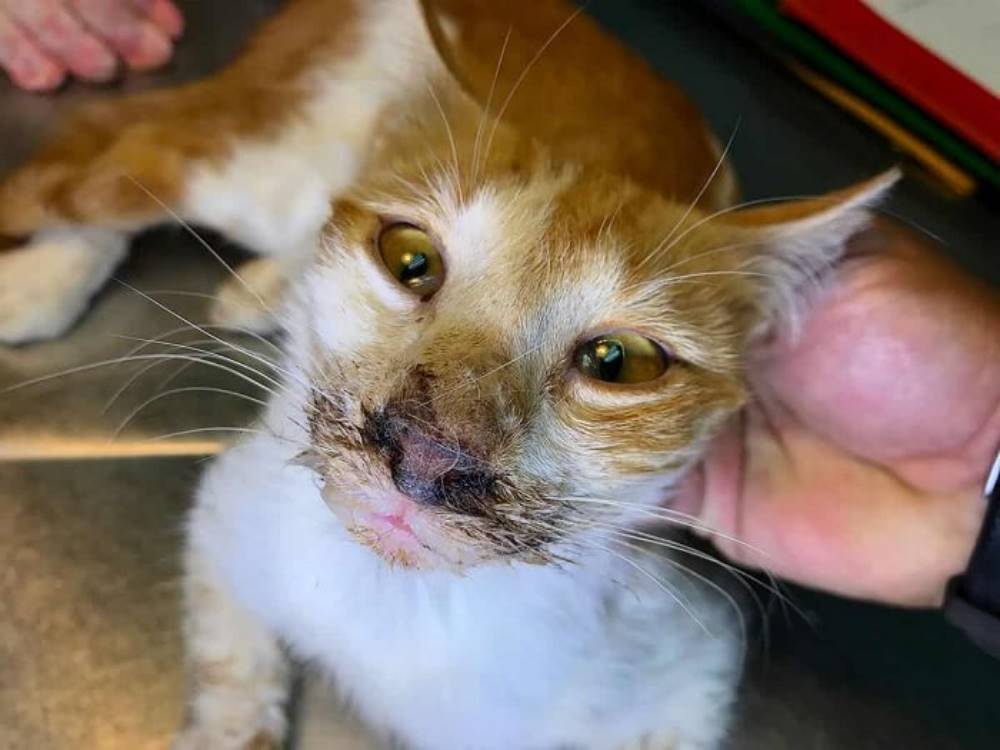 calicivirus symptomes