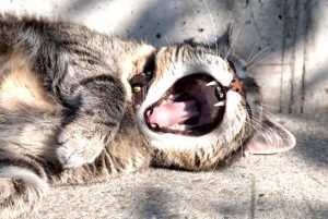 chat mauvaise haleine