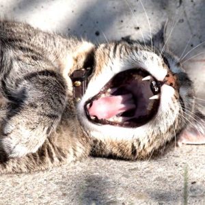 chat mauvaise haleine