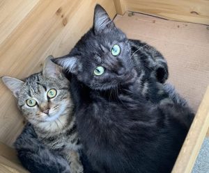 kerbl rustica maison pour chat, 57 x 45 x 43 cm