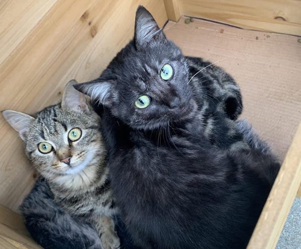 kerbl rustica maison pour chat, 57 x 45 x 43 cm kerbl rustica maison pour chat, 57 x 45 x 43 cm