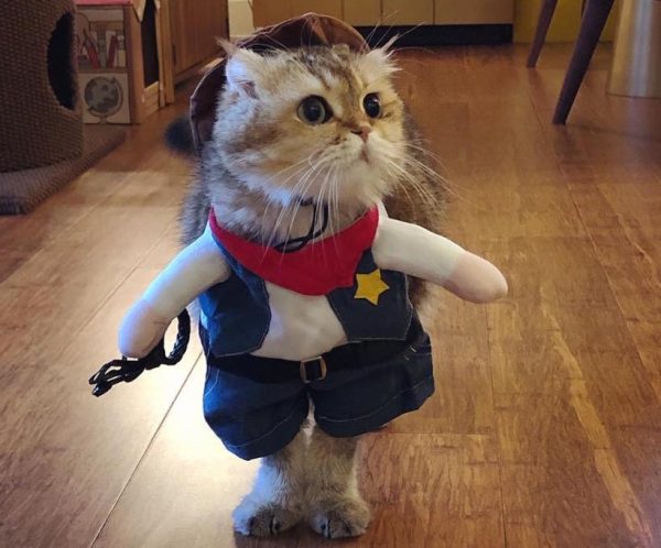 déguisement de cowboy pour chat