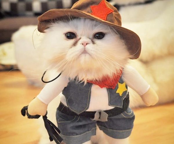 déguisement de cowboy pour chat