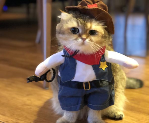 déguisement de cowboy pour chat