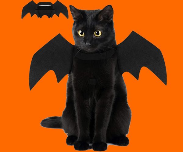 déguisement halloween vampire pour chat
