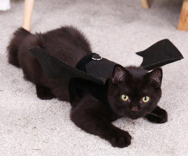 déguisement halloween vampire pour chat