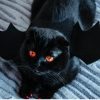 déguisement halloween vampire pour chat
