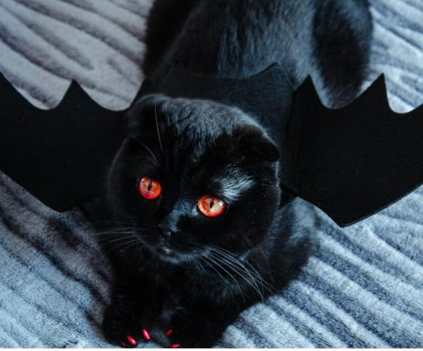 déguisement halloween vampire pour chat