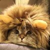 déguisement lion pour chat