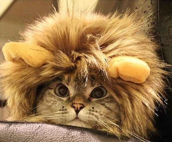 déguisement lion pour chat