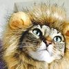 déguisement lion pour chat