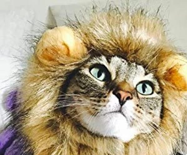 déguisement lion pour chat