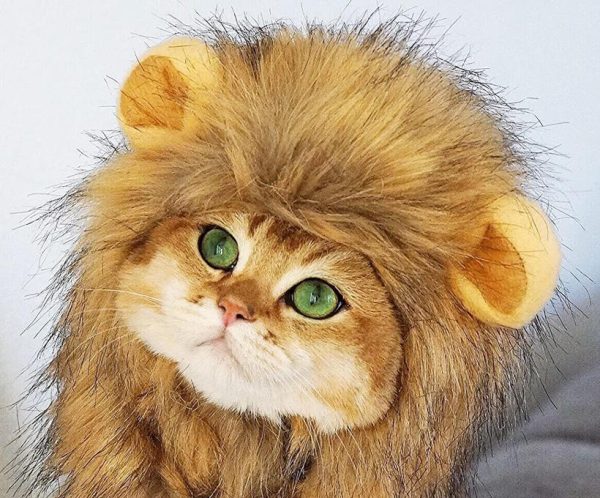 déguisement lion pour chat