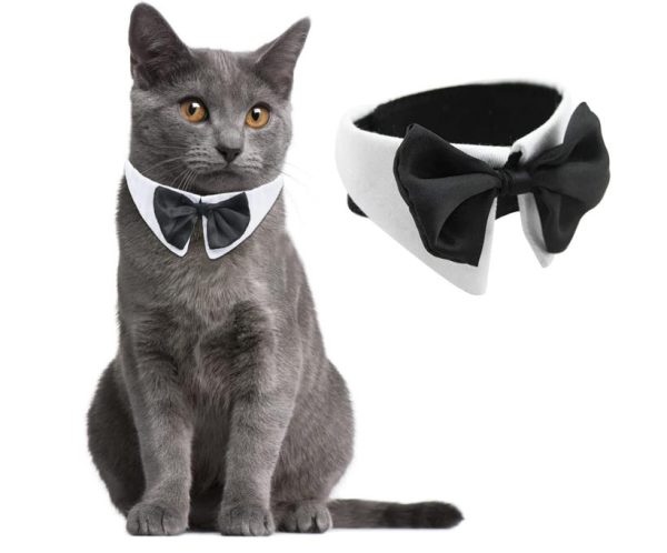 noeud papillon pour chat