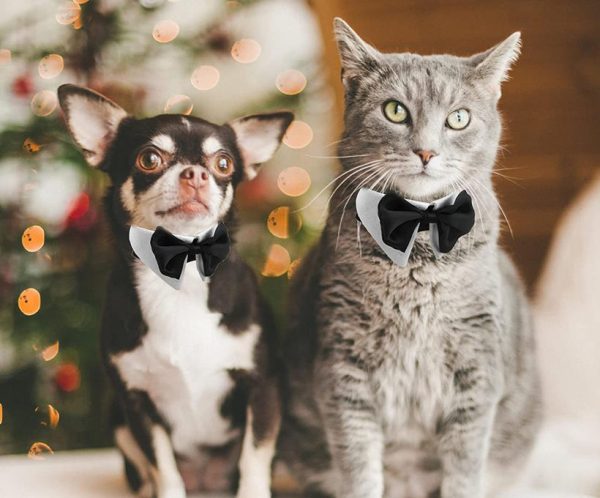 noeud papillon pour chat