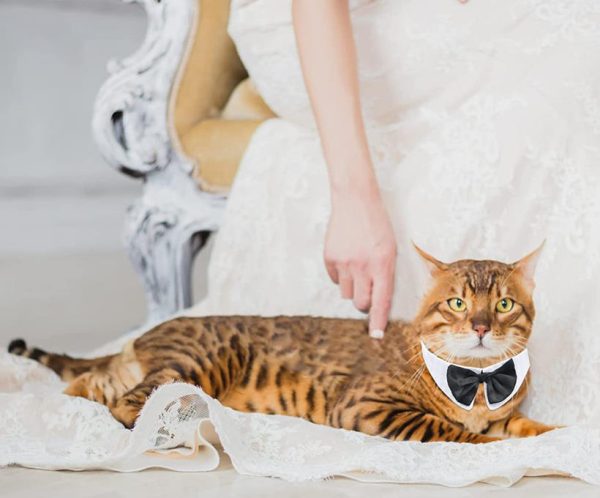 noeud papillon pour chat