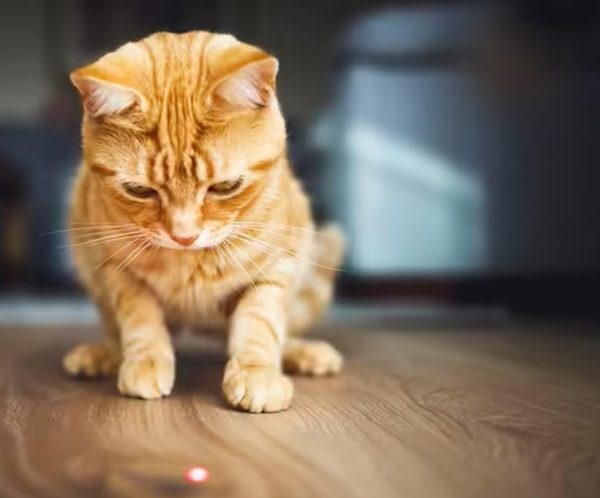 pointeur laser led rouge pour chat toozey