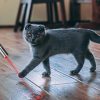 pointeur laser led rouge pour chat toozey