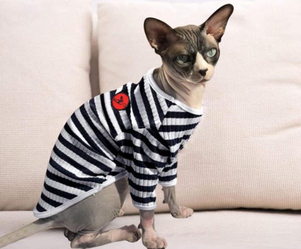 vêtement chaud pour chat égyptien, sphynx