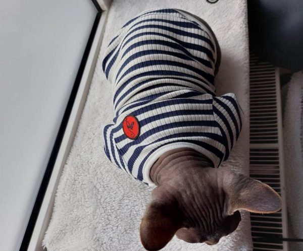 vêtement chaud pour chat égyptien, sphynx