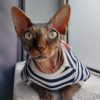 vêtement chaud pour chat égyptien, sphynx