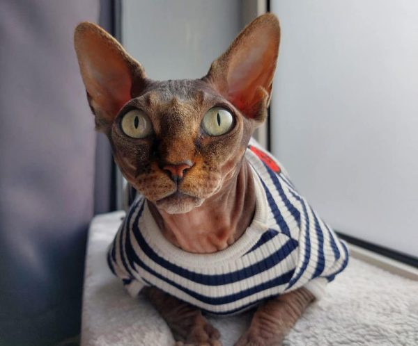 vêtement chaud pour chat égyptien, sphynx