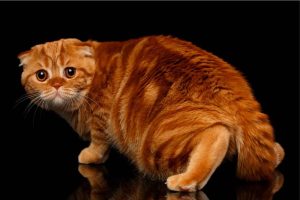 chat stresse anxieux