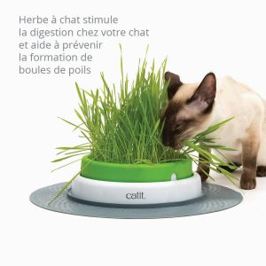 herbe a chat