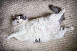 Comment savoir si mon chat m'aime ?