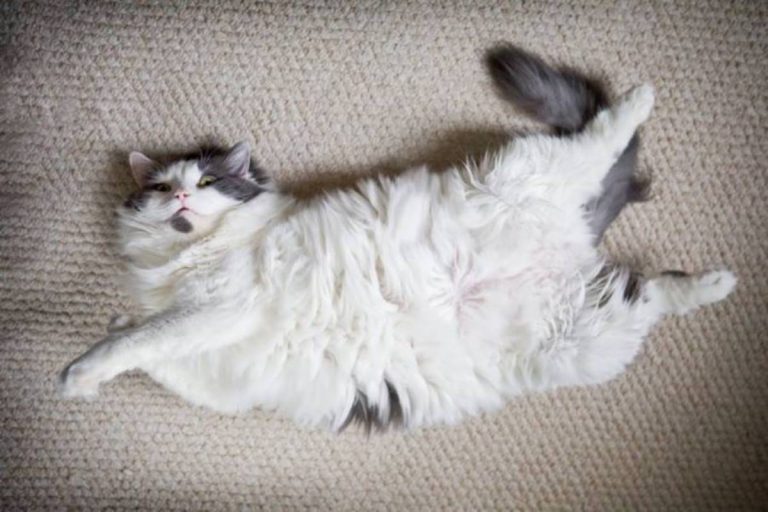 Comment savoir si mon chat m'aime ?