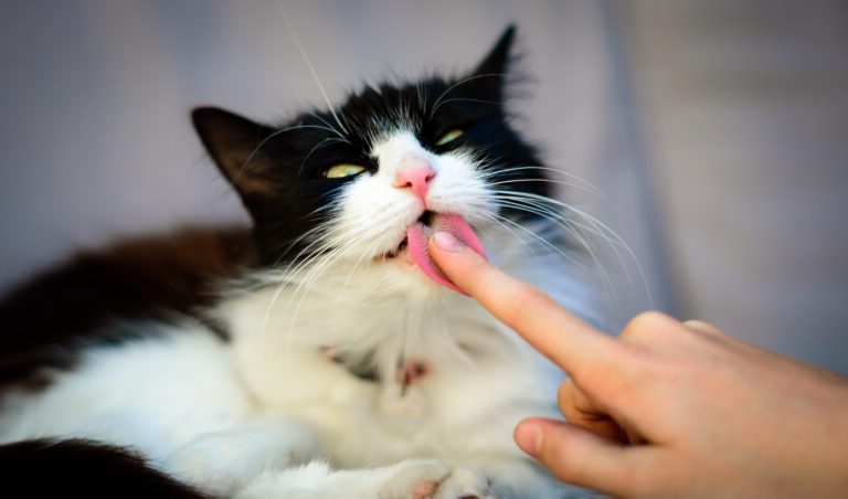 Mon chat me lèche