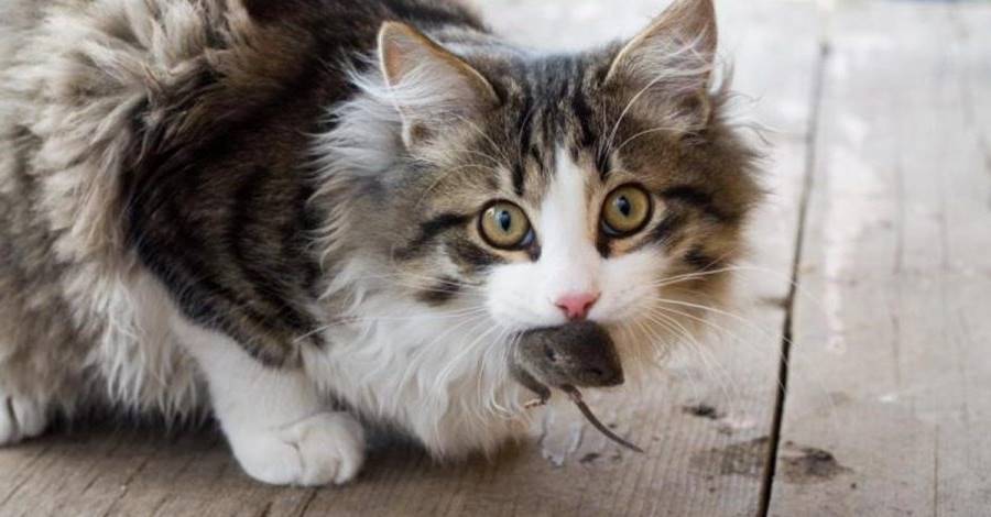 mon chat offre des proies