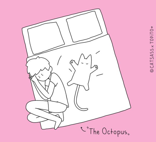 catsass octopus