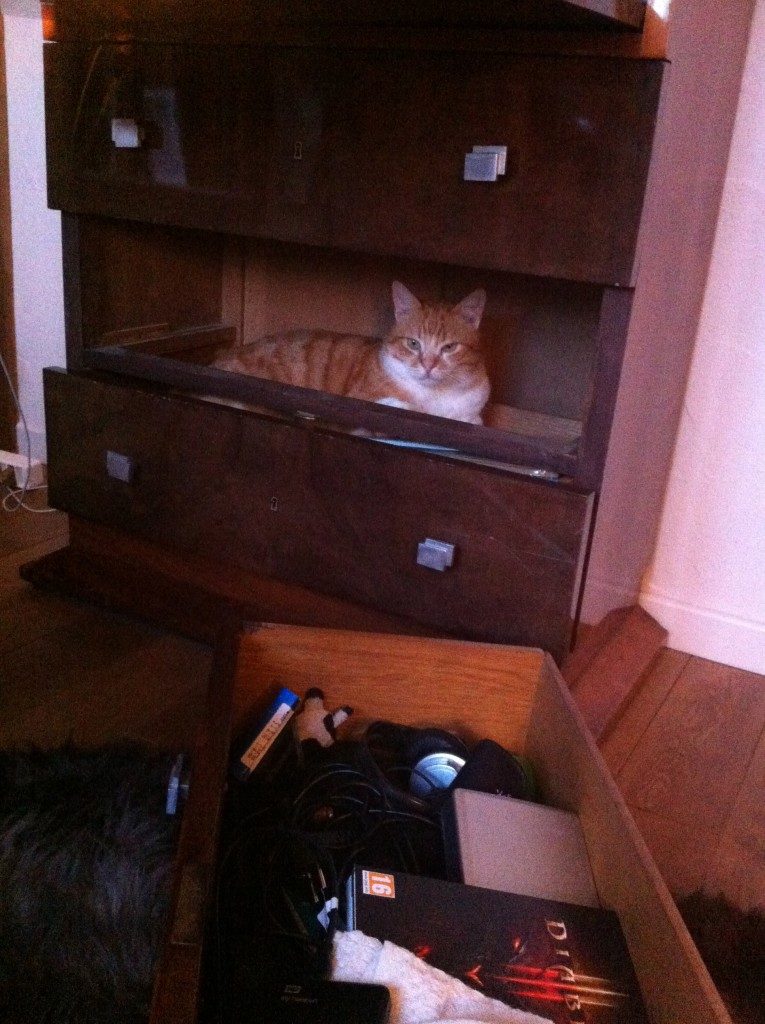 chat cache dans bureau