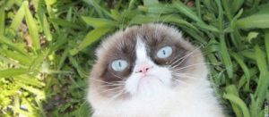 chat mauvais pour ma sante