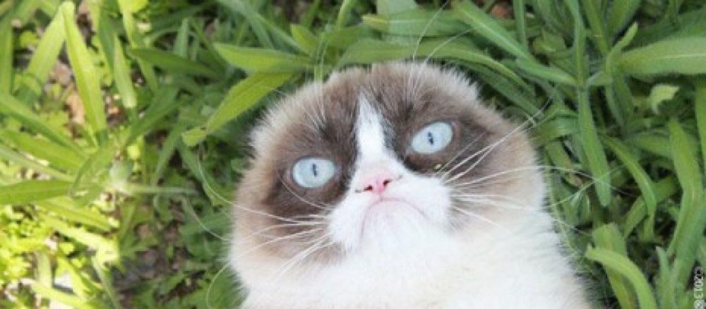 chat mauvais pour ma sante