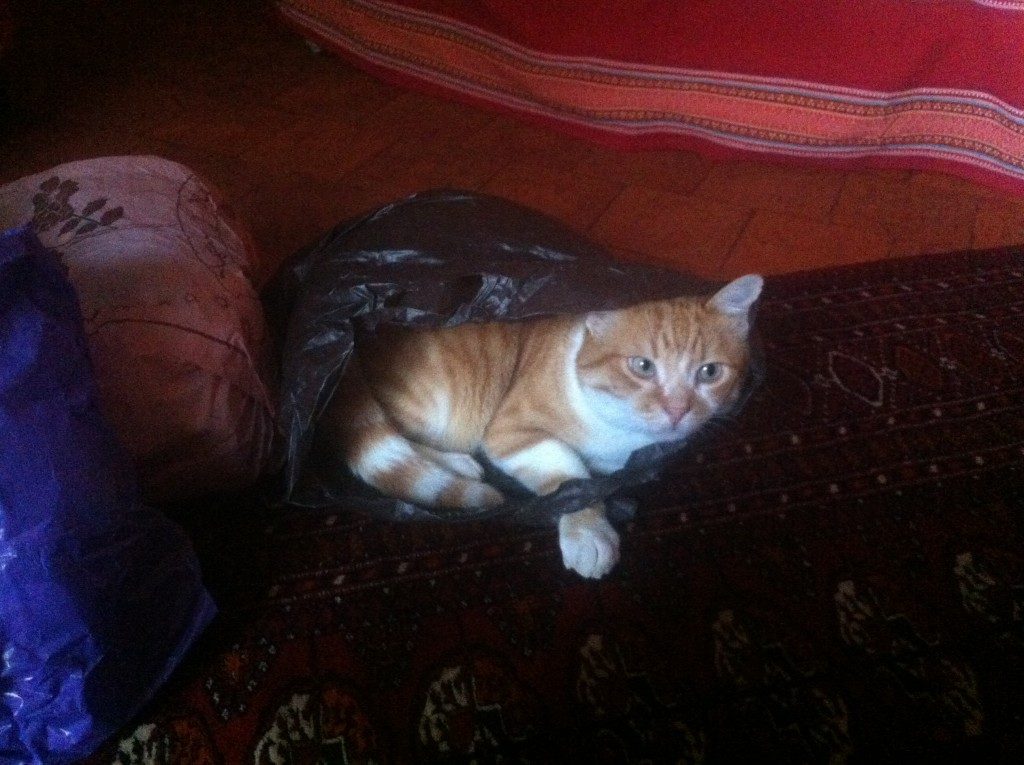 chat sac plastique