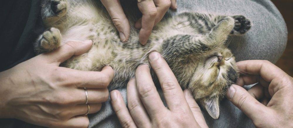 chats preferent humain a nourriture